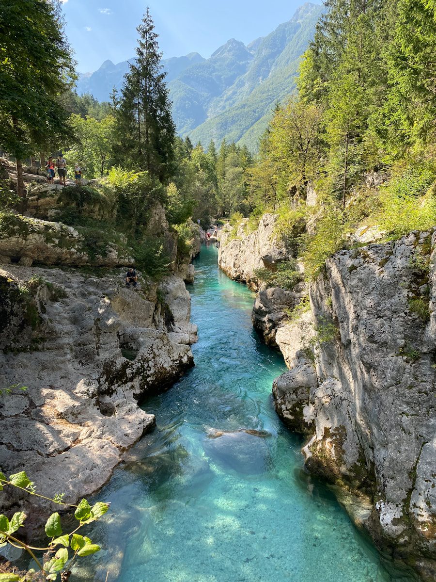 a river running through a lush green forest