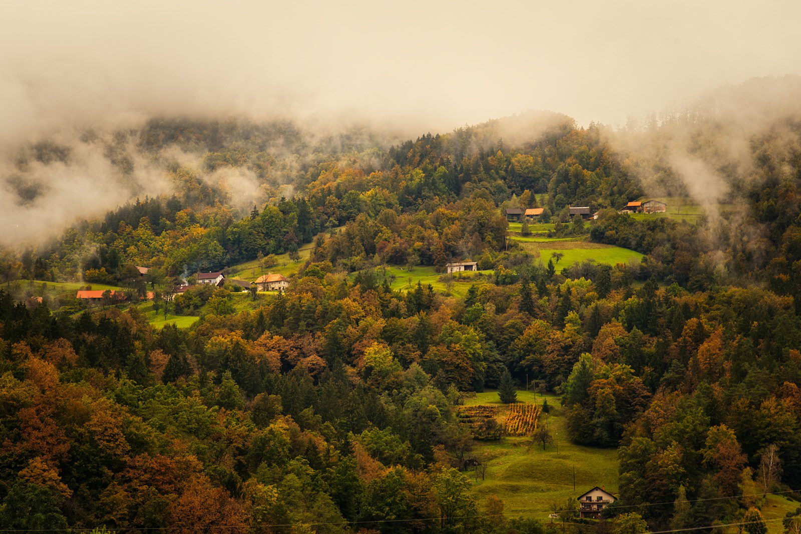 green trees on green grass field during daytime