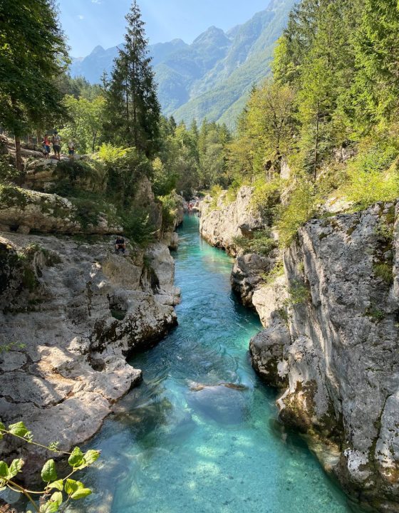 a river running through a lush green forest