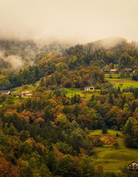 green trees on green grass field during daytime